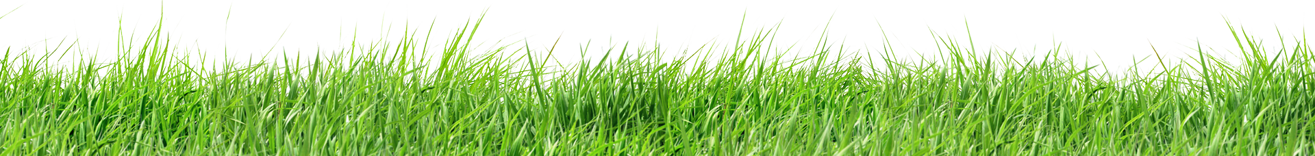 bg grass